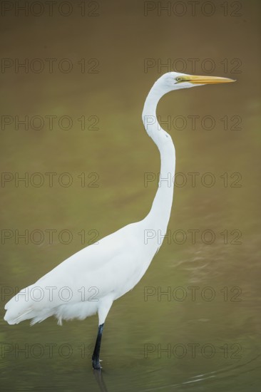 Great white egret (Ardea alba) looking for food, Sanibel Island, J.N. Ding Darling National Wildlife Refuge, Florida, USA