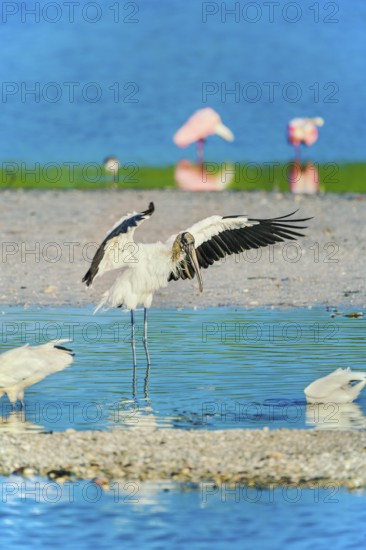 Wood Stork (Mycteria Americana) and Roseate Spoonbills (Platalea ajaja) fishing, Sanibel Island, J.N. Ding Darling National Wildlife Refuge, Florida, USA