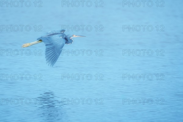 Tricolored herons (Egretta tricolor) in flight, Sanibel Island, J.N. Ding Darling National Wildlife Refuge Florida, USA