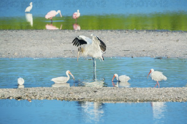 Wood Stork (Mycteria Americana) and Roseate Spoonbills (Platalea ajaja) fishing, Sanibel Island, J.N. Ding Darling National Wildlife Refuge, Florida, USA