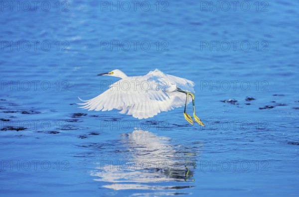 Snowy Egret (Egretta thula) in flight, Sanibel Island, J.N. Ding Darling National Wildlife Refuge Florida, USA