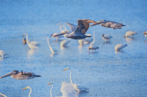 Brown pelicans (Pelecanus occidentalis) in flight, Sanibel Island, J.N. Ding Darling National Wildlife Refuge, Florida, USA