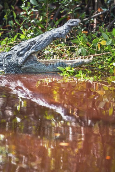 American alligator (Alligator mississipiensis), opening its jaws, Sanibel Island, J.N. Ding Darling National Wildlife Refuge, Florida, USA