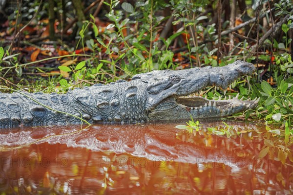 American alligator (Alligator mississipiensis), opening its jaws, Sanibel Island, J.N. Ding Darling National Wildlife Refuge, Florida, USA