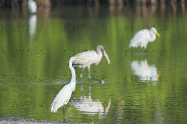Great white egrets (Ardea alba) and Wood Stork (Mycteria Americana) fishing, Sanibel Island, J.N. Ding Darling National Wildlife Refuge, Florida, USA
