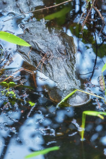 American alligator (Alligator mississipiensis), submerging, Sanibel Island, J.N. Ding Darling National Wildlife Refuge, Florida, USA