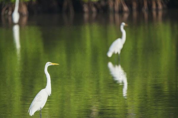 Great white egrets (Ardea alba) looking for food, Sanibel Island, J.N. Ding Darling National Wildlife Refuge, Florida, USA
