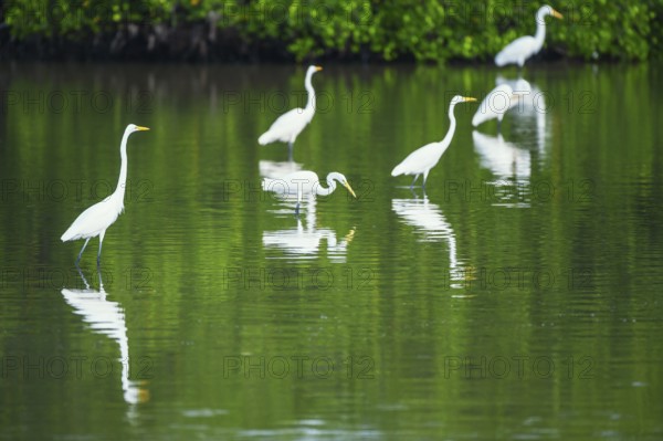 Great white egrets (Ardea alba) looking for food in a pond, Sanibel Island, J.N. Ding Darling National Wildlife Refuge, Florida, USA