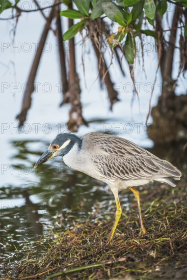Yellow-crowned Night Heron (Nyctanassa violacea) looking for food, Sanibel Island, J.N. Ding Darling National Wildlife Refuge, Florida, USA