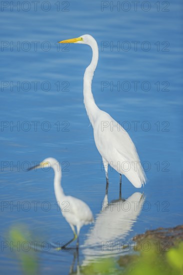 Snowy Egret (Egretta thula) and Great white egret (Ardea alba) looking for food, Sanibel Island, J.N. Ding Darling National Wildlife Refuge, Florida, USA