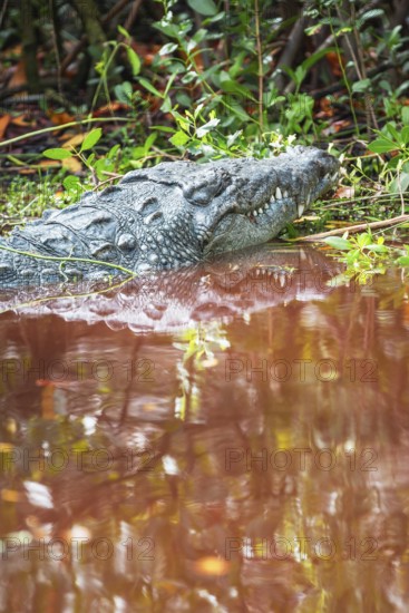 American alligator (Alligator mississipiensis), Sanibel Island, J.N. Ding Darling National Wildlife Refuge, Florida, USA