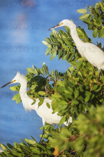Snowy Egret (Egretta thula) perching on tree, Sanibel Island, J.N. Ding Darling National Wildlife Refuge, Florida, USA