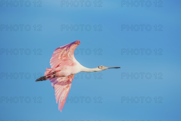 Roseate Spoonbill (Platalea ajaja) in flight, Sanibel Island, J.N. Ding Darling National Wildlife Refuge, Florida, USA