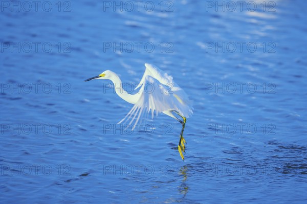 Snowy Egret (Egretta thula) starting flight, Sanibel Island, J.N. Ding Darling National Wildlife Refuge Florida, USA
