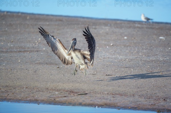 Brown pelican (Pelecanus occidentalis) starting flight, Sanibel Island, J.N. Ding Darling National Wildlife Refuge Florida, USA