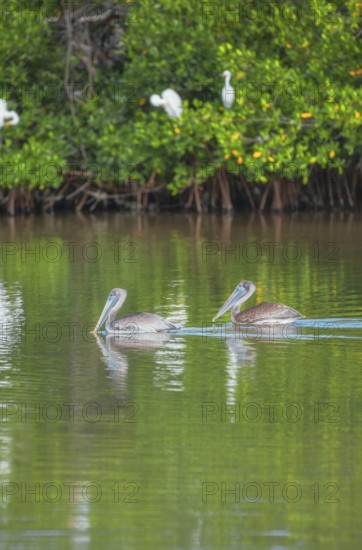 Group of Brown pelicans (Pelecanus occidentalis) fishing, Sanibel Island, J.N. Ding Darling National Wildlife Refuge, Florida, USA