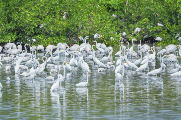 Group of Great white egrets (Ardea alba) looking for food in a pond, Sanibel Island, J.N. Ding Darling National Wildlife Refuge, Florida, USA