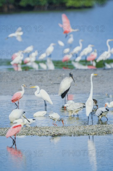 Group of Great white egrets (Ardea alba) and Roseate Spoonbills (Platalea ajaja) and Wood Stork (Mycteria Americana) fishing, Sanibel Island, J.N. Ding Darling National Wildlife Refuge, Florida, USA