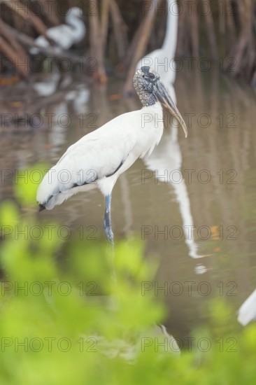 Wood Stork (Mycteria Americana) looking for food, Sanibel Island, J.N. Ding Darling National Wildlife Refuge, Florida, USA