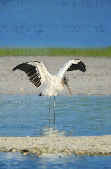 Wood Stork (Mycteria Americana) spreading Wings, Sanibel Island, JN Ding Darling National Wildlife Refuge, Florida, USA