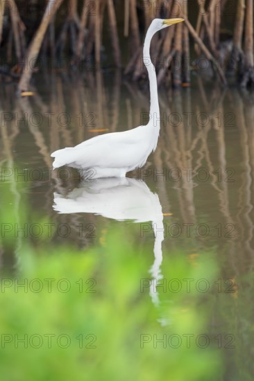 Great white egret (Ardea alba) looking for food, Sanibel Island, J.N. Ding Darling National Wildlife Refuge, Florida, USA