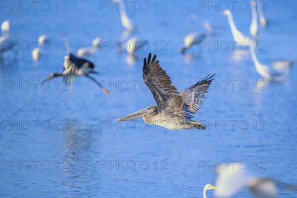 Brown pelican (Pelecanus occidentalis) in flight, Sanibel Island, J.N. Ding Darling National Wildlife Refuge Florida, USA