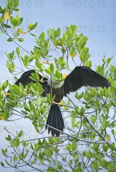 Anhinga (Anhinga Anhinga) spreading wings, Sanibel Island, JN Ding Darling National Wildlife Refuge, Florida, USA