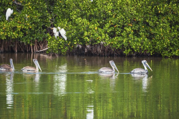 Group of Brown pelicans (Pelecanus occidentalis) fishing, Sanibel Island, J.N. Ding Darling National Wildlife Refuge, Florida, USA