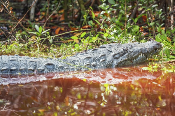 American alligator (Alligator mississipiensis), Sanibel Island, J.N. Ding Darling National Wildlife Refuge, Florida, USA
