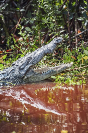 American alligator (Alligator mississipiensis), opening its jaws, Sanibel Island, J.N. Ding Darling National Wildlife Refuge, Florida, USA