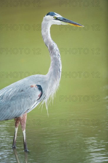 Great blue heron (Ardea herodias) looking for food, Sanibel Island, J.N. Ding Darling National Wildlife Refuge, Florida, USA
