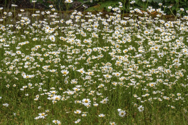 Meadow with daisies (Leucanthemum), Franconia, Bavaria, Germany