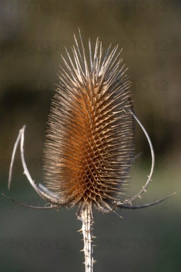 Seed stand Wild teasel (Dipsacus fullonum), Bavaria, Germany