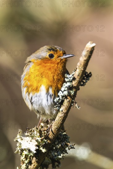 European Robin, Erithacus rubecula, bird in forest