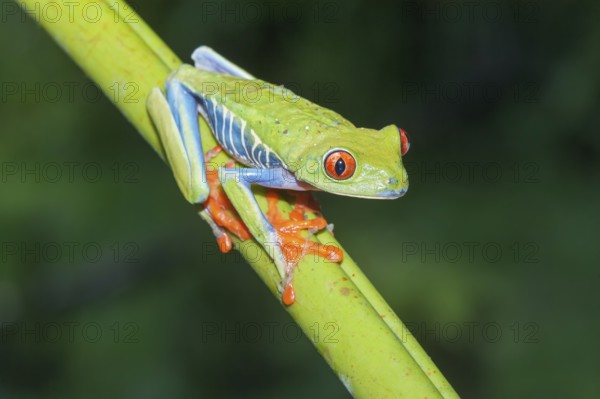 Red eyed tree frog (Agalychins callydrias) on green stem, Sarapiqui, Costa Rica