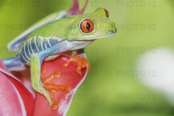 Red eyed tree frog (Agalychins callydrias) on red flower, Sarapiqui, Costa Rica