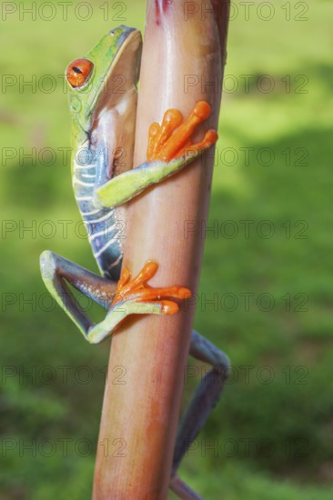 Red eyed tree frog (Agalychins callydrias) climbing stem, Sarapiqui, Costa Rica