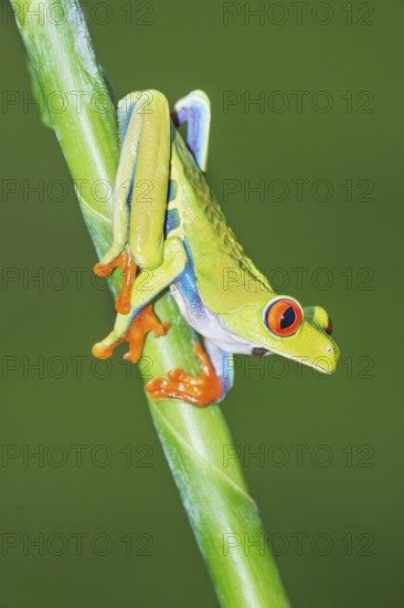 Red eyed tree frog (Agalychins callydrias) on green stem, Sarapiqui, Costa Rica