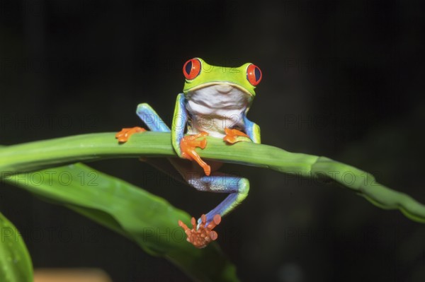 Red eyed tree frog (Agalychins callydrias) on green stem, Sarapiqui, Costa Rica