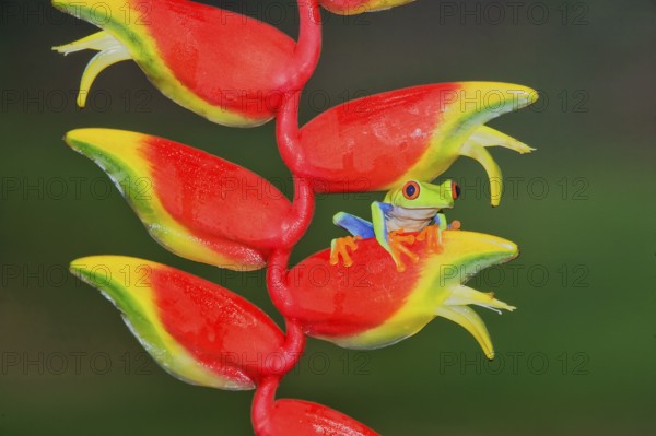 Red-eyed Tree Frog (Agalychins callydrias) on a Heliconia (Heliconoa stricta) flower, Costa Rica