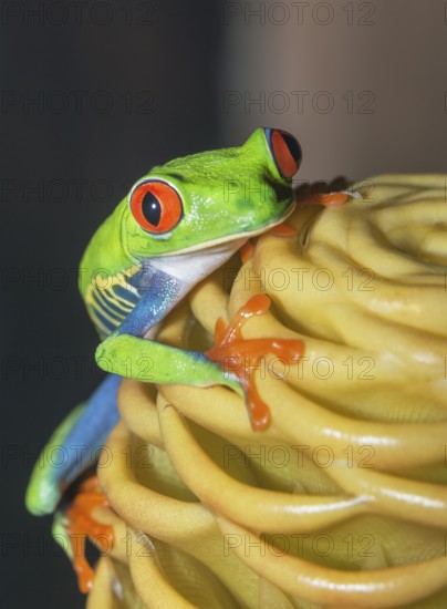 Red eyed tree frog (Agalychins callydrias) on yellow flower, Sarapiqui, Costa Rica