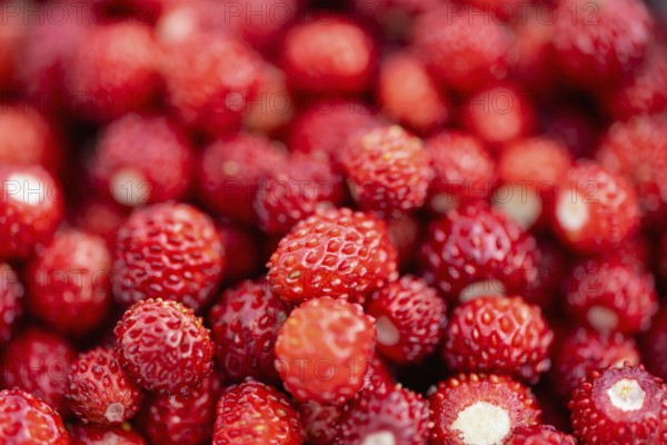 Abgeerntete Wald-Erdbeeren (Fragaria vesca), Formatfüllend, Nahaufnahme, Makro, Baden-Württemberg, Deutschland