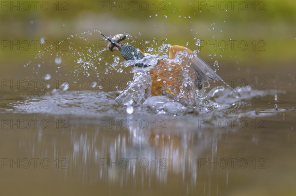 Kingfisher (Alcedo atthis), taking off from the water with a fish in its beak, Lechauen, Bavaria