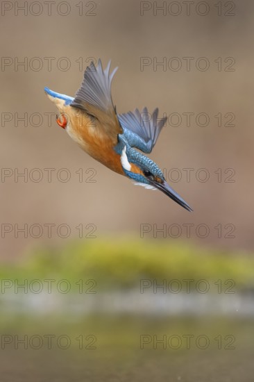 Kingfisher (Alcedo atthis), in a dive, hunting flight, shortly in front of diving into the water, Lechauen, Bavaria