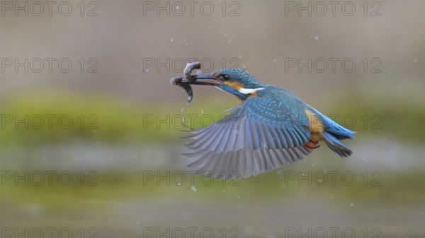 Kingfisher (Alcedo atthis), in flight with two fish in its beak, Lechauen, Bavaria