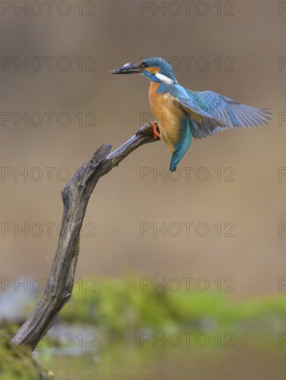 Kingfisher (Alcedo atthis), landing on its perch with fish in its beak, Lechauen, Bavaria