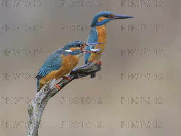 Kingfisher (Alcedo atthis), breeding pair on perch, female with fish in beak, Lechauen, Bavaria