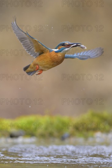 Kingfisher (Alcedo atthis), in flight with fish in its beak, Lechauen, Bavaria