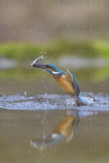 Kingfisher (Alcedo atthis), taking off from the water with a fish in its beak, Lechauen, Bavaria