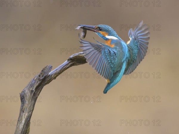 Kingfisher (Alcedo atthis), in flight on its perch with fish in its beak, Lechauen, Bavaria
